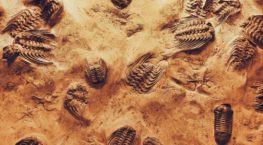 de-fossilize your business